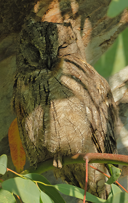 European Scops Owl (Otus scops)	