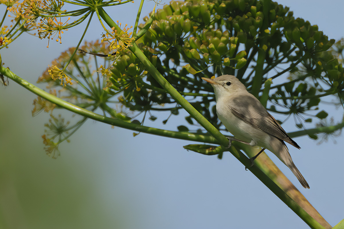 Eastern Olivaceous Warbler  - Iduna pallida