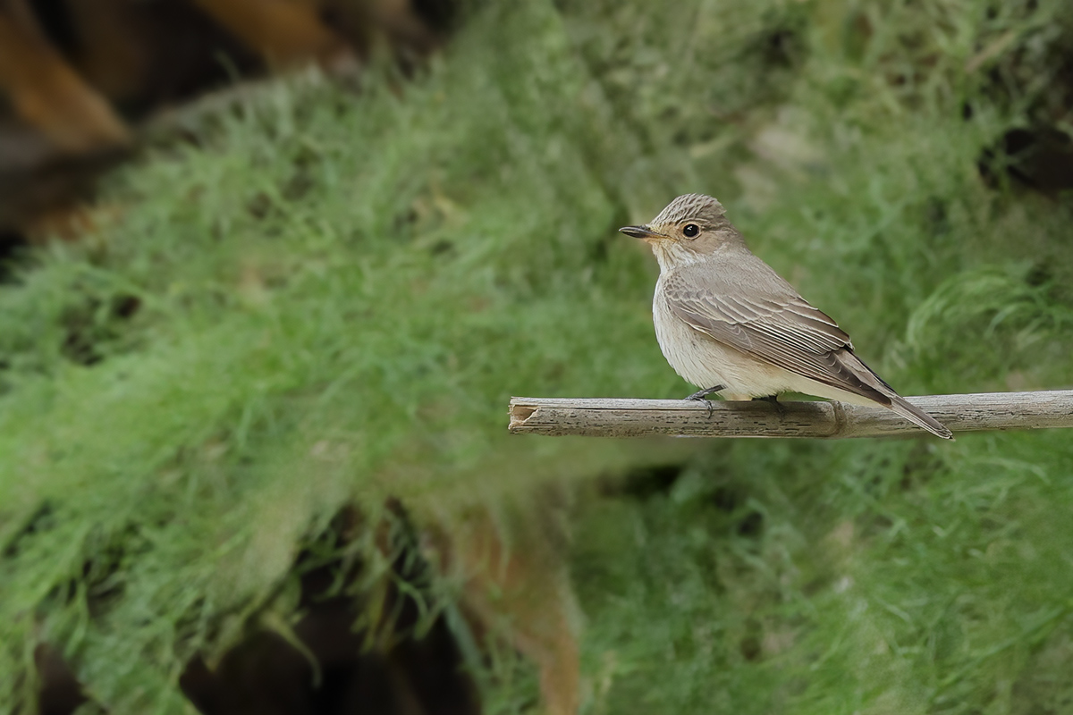 Spotted Flycatcher (Muscicapa striata)