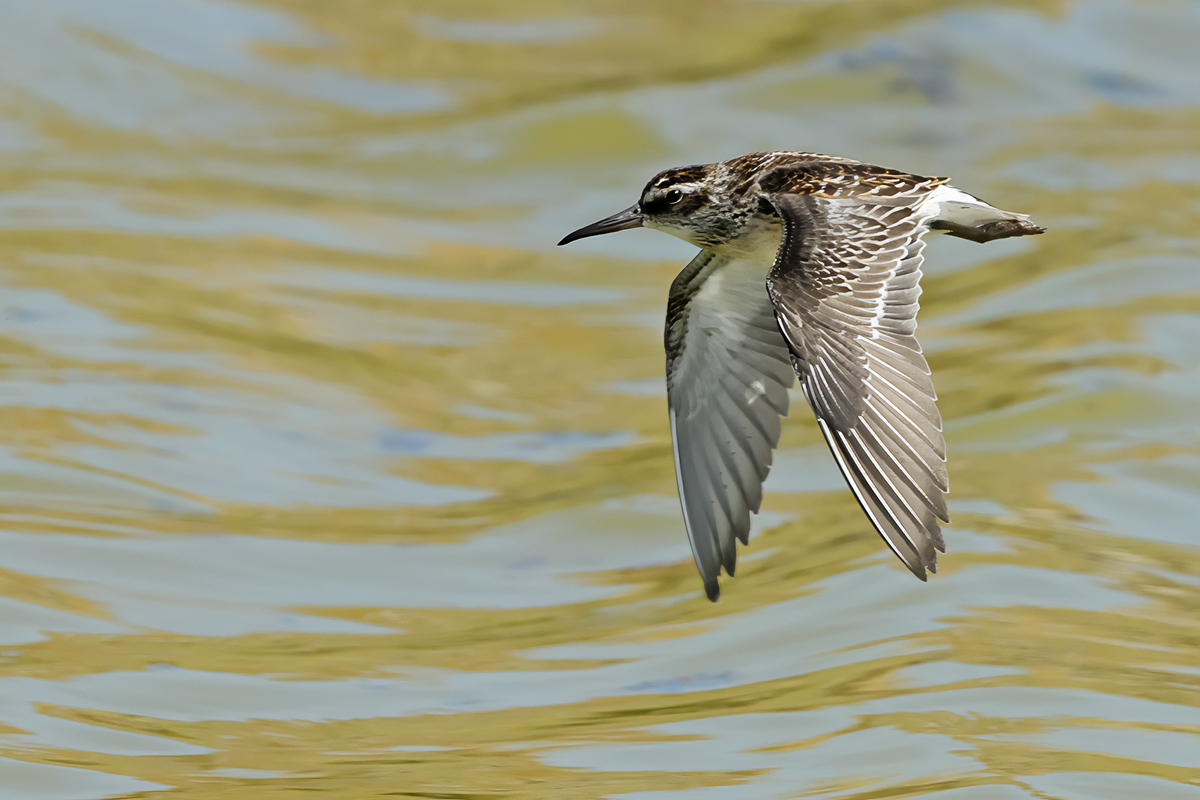 Broad-billed Sandpiper (Limicola falcinellus)	