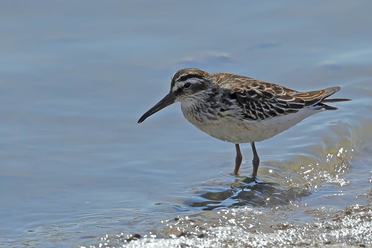 Broad-billed Sandpiper (Limicola falcinellus)	