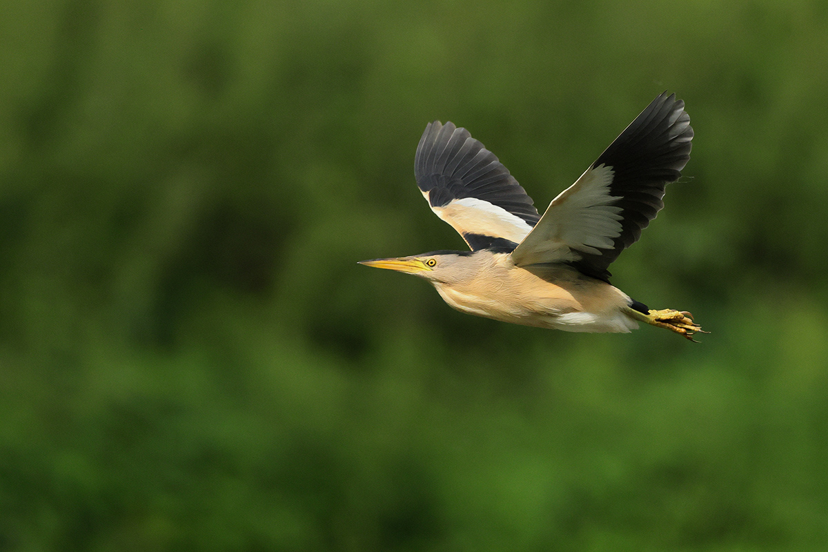 Little Bittern (Ixobrychus minutus)