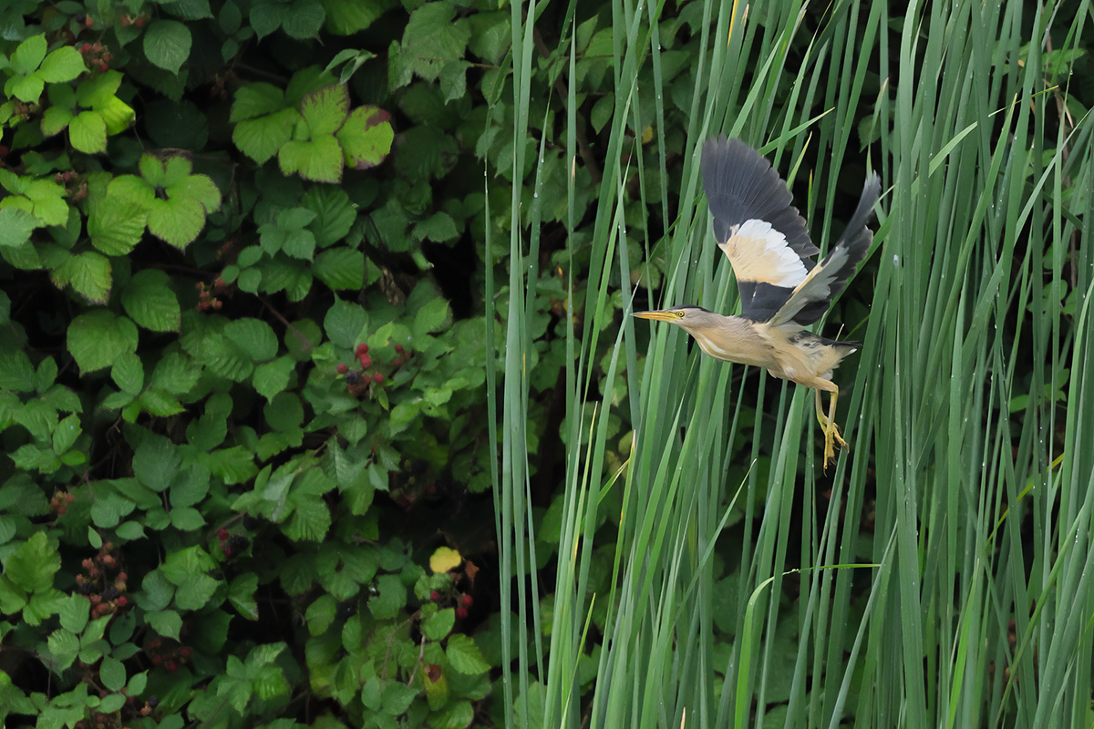 Little Bittern (Ixobrychus minutus)