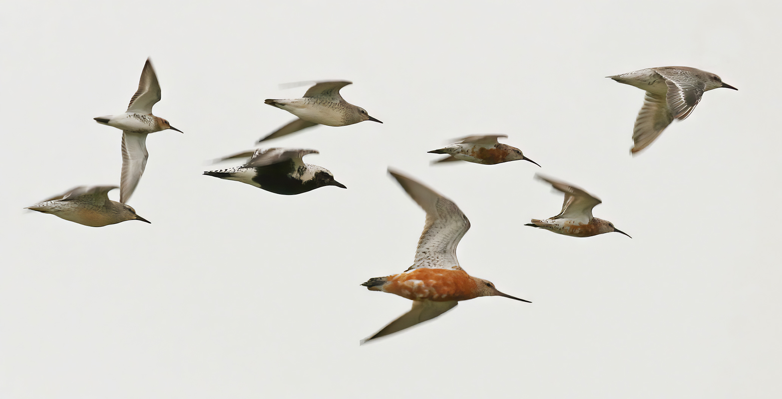 Waders coming to high tide roosting