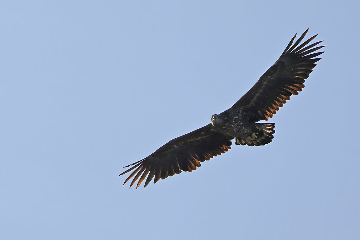 White-tailed eagle (Haliaeetus albicilla) 