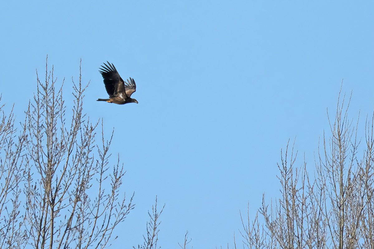 White-tailed eagle (Haliaeetus albicilla) 