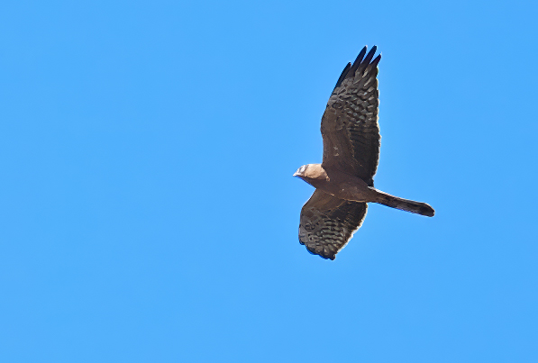 Montagu's Harrier (Circus pygargus)