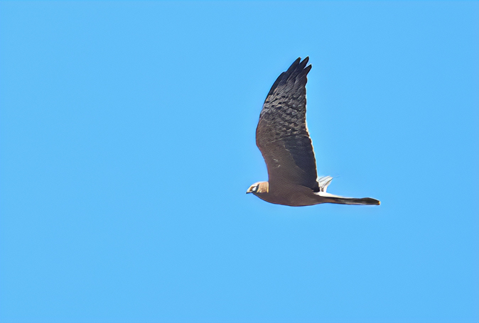 Montagu's Harrier (Circus pygargus)