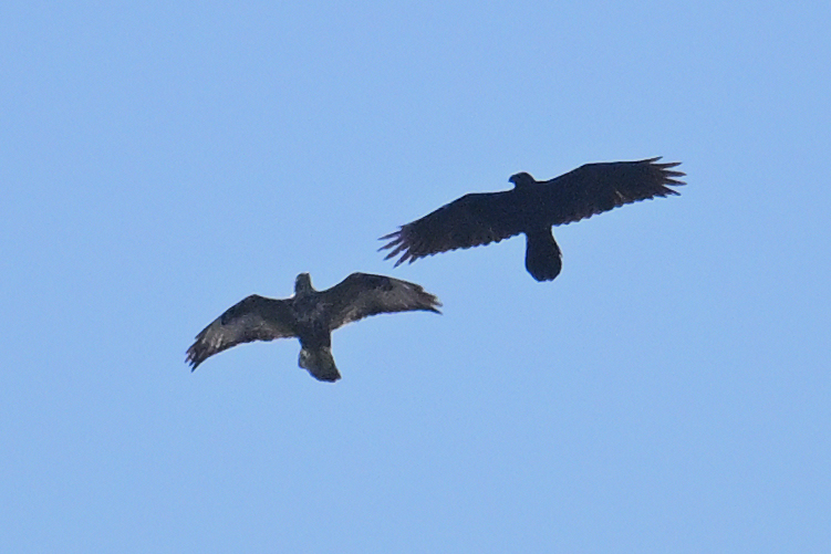 Buzzard & Northern Raven