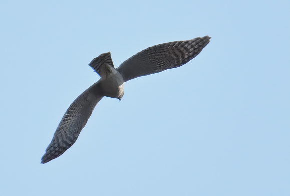 Levant sparrowhawk (Accipiter brevipes)