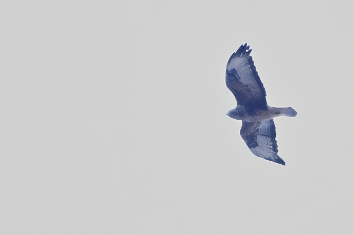 Steppe buzzard (Buteo buteo vulpinus)	