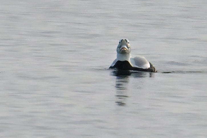 Spectacled Eider - (Somateria_fischeri)