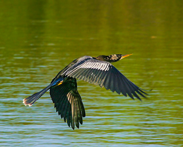 Anhinga