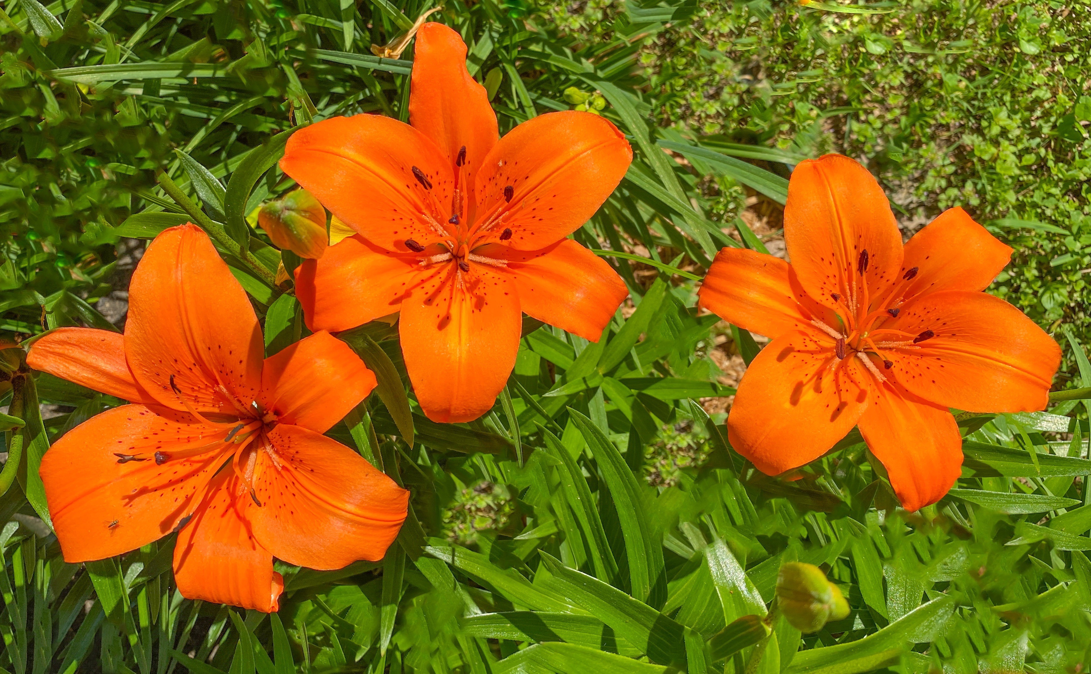 Oriental Lilies