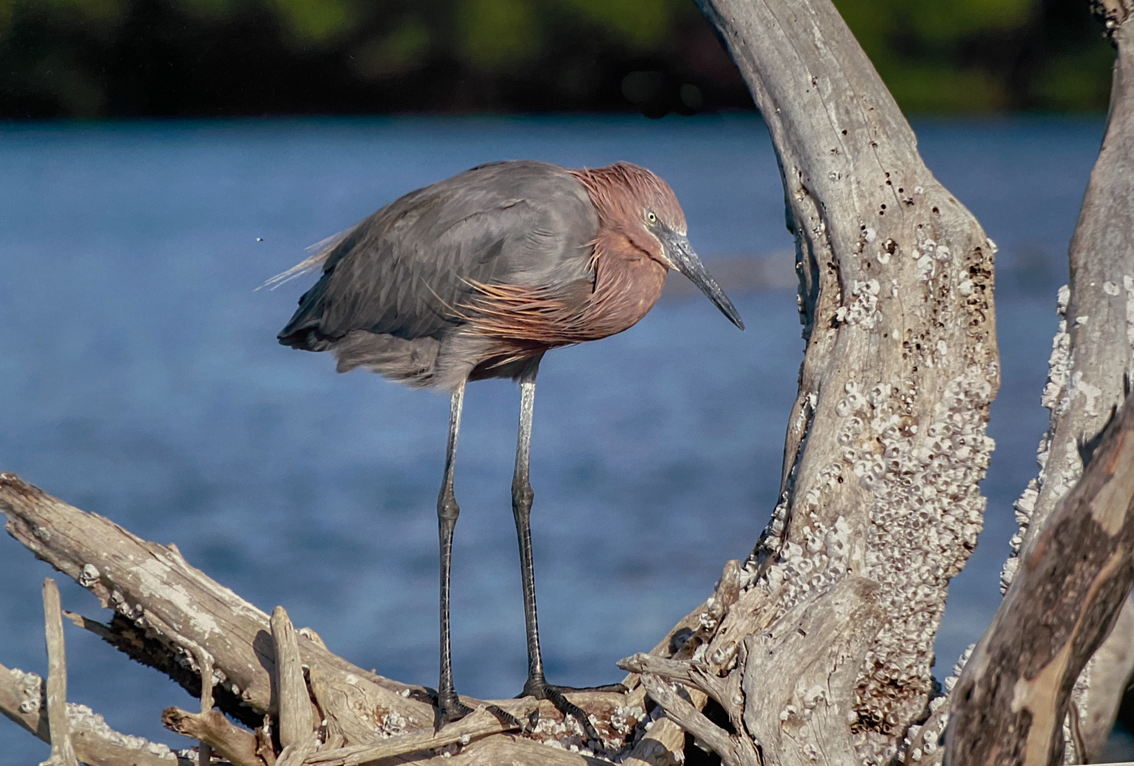 Reddish Egret