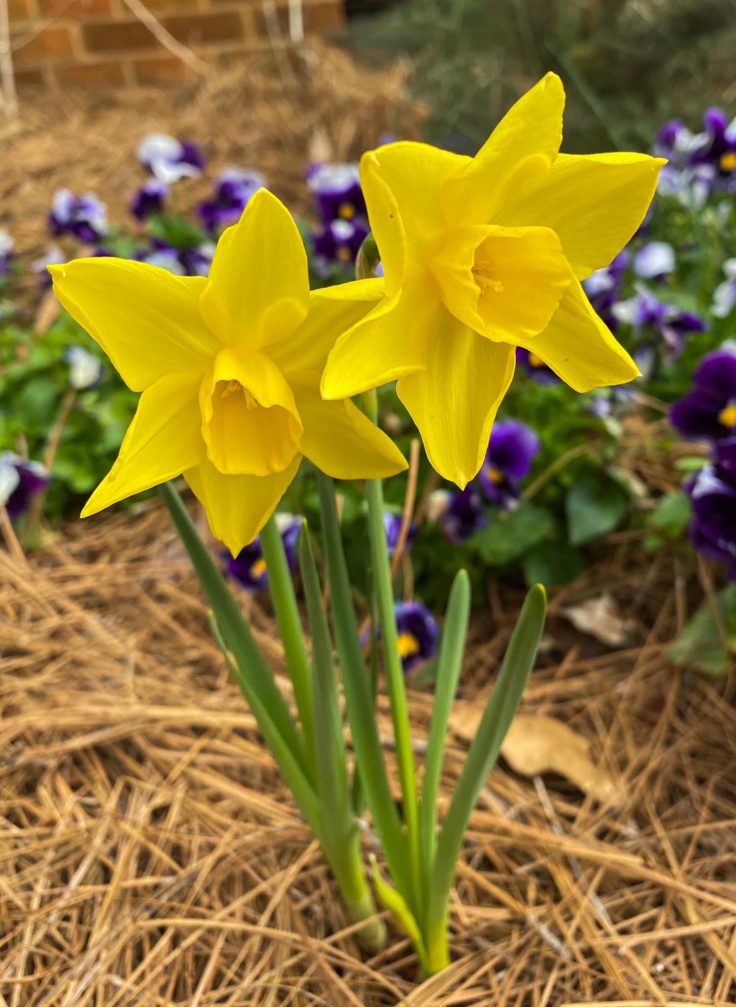 Our Daffodils 