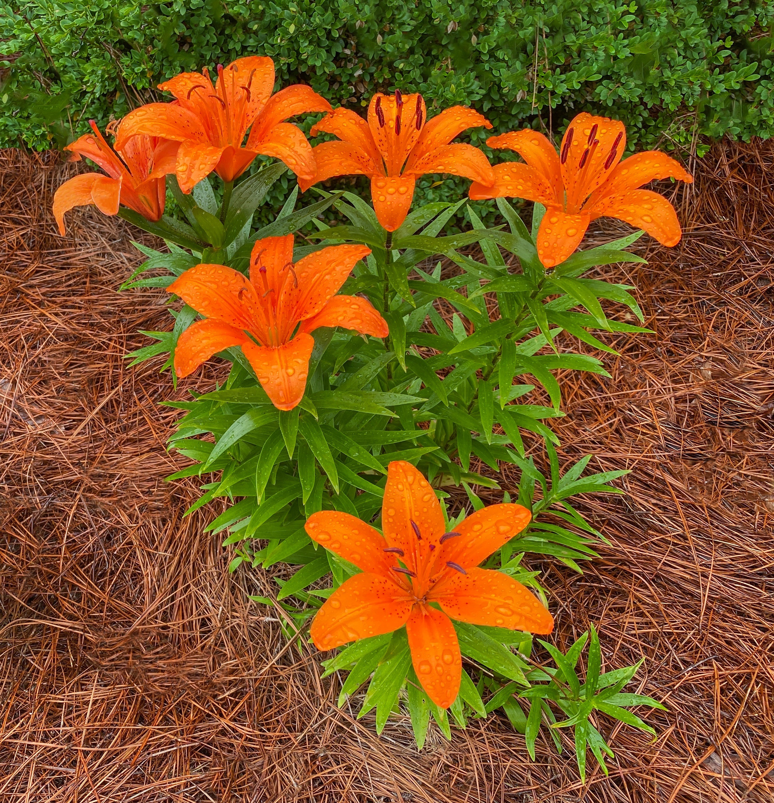 Orange Asiatic Lily