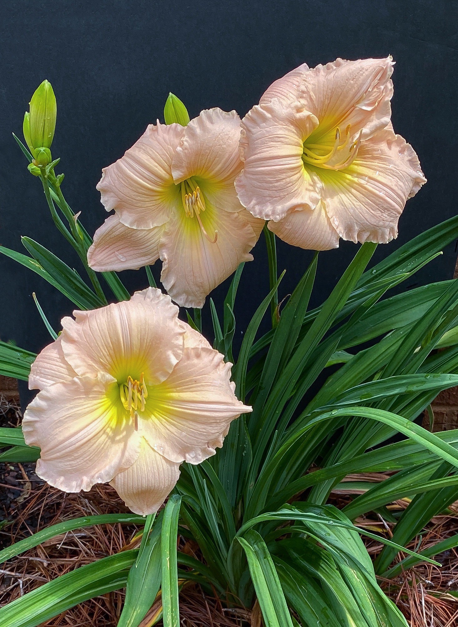 Barbra Mitchell Daylily