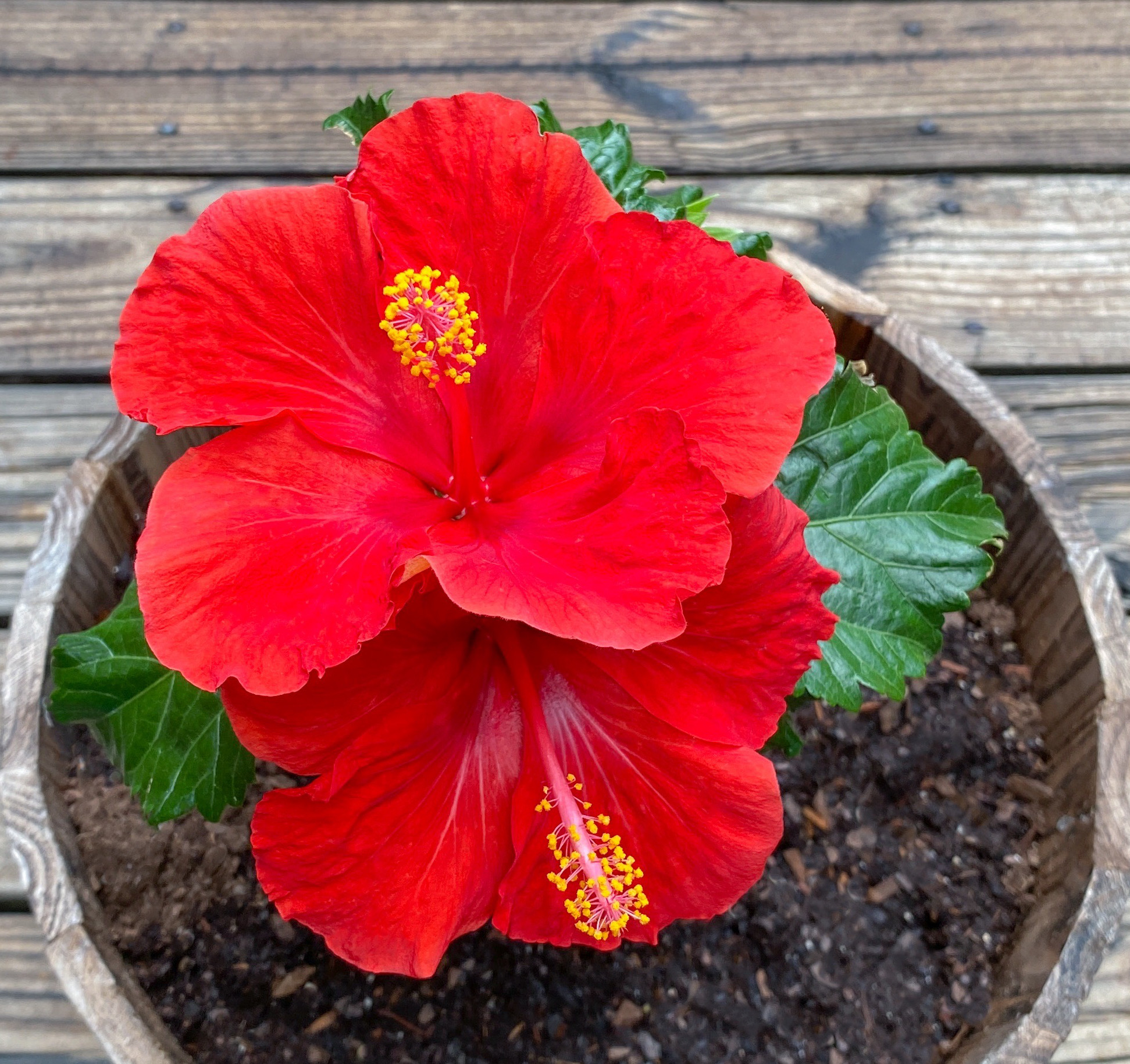 Red Hibiscus 