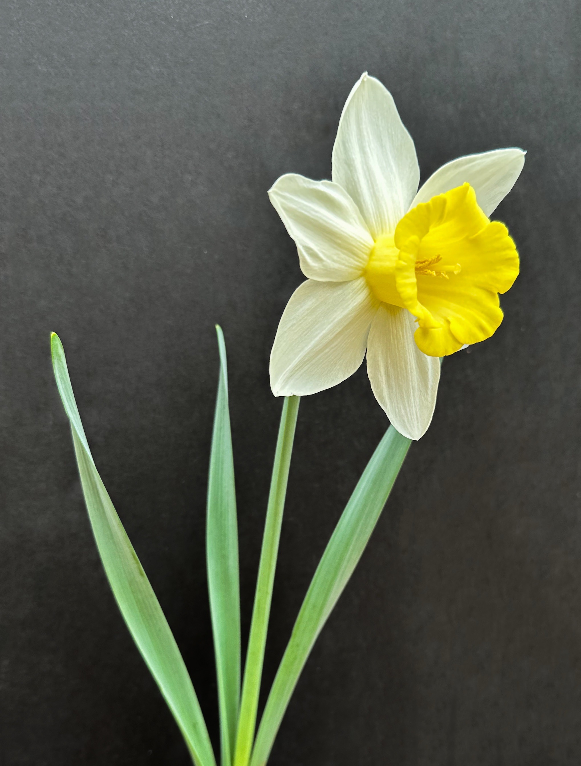 Daffodil 2/23/2023