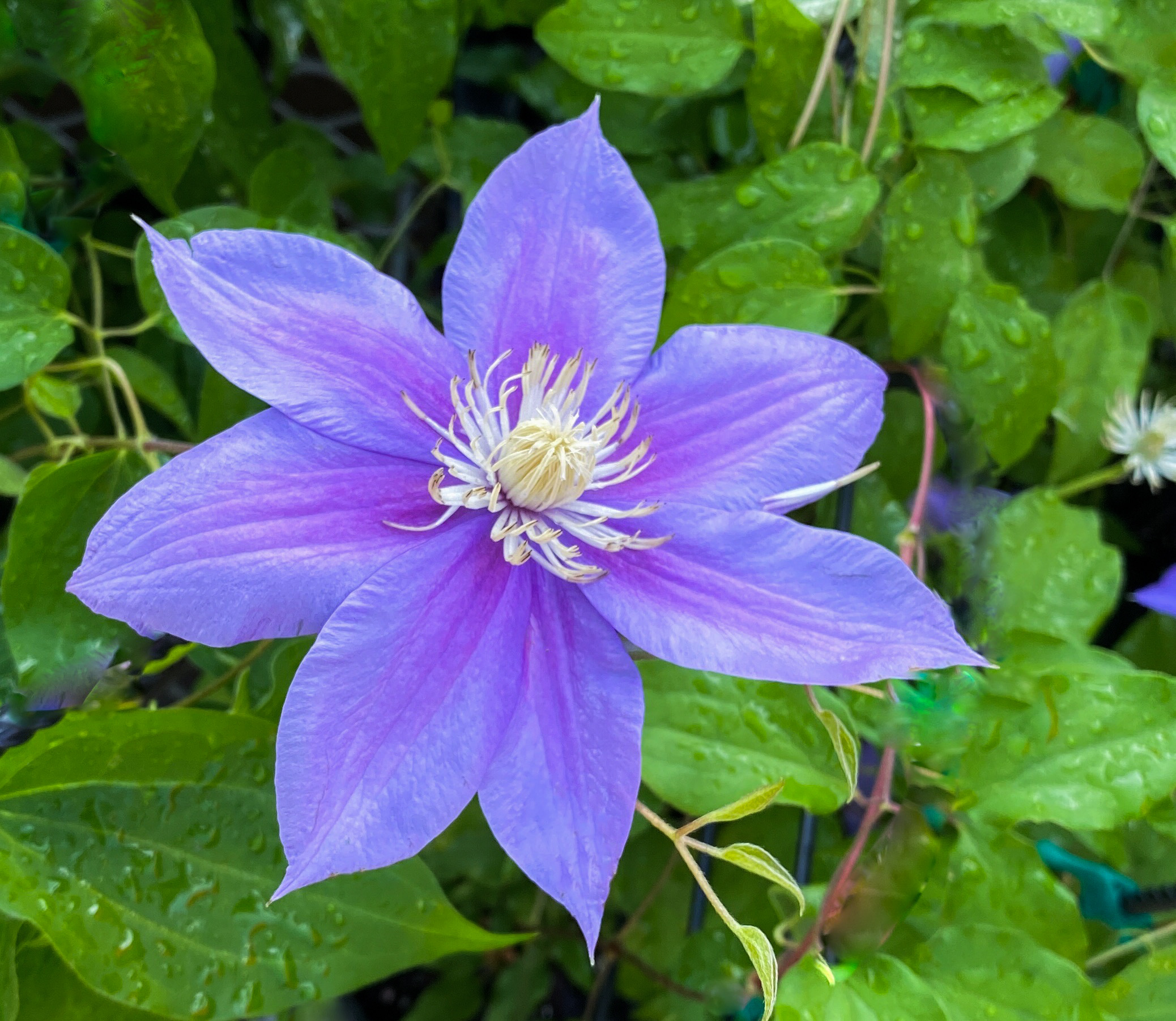 clematis 