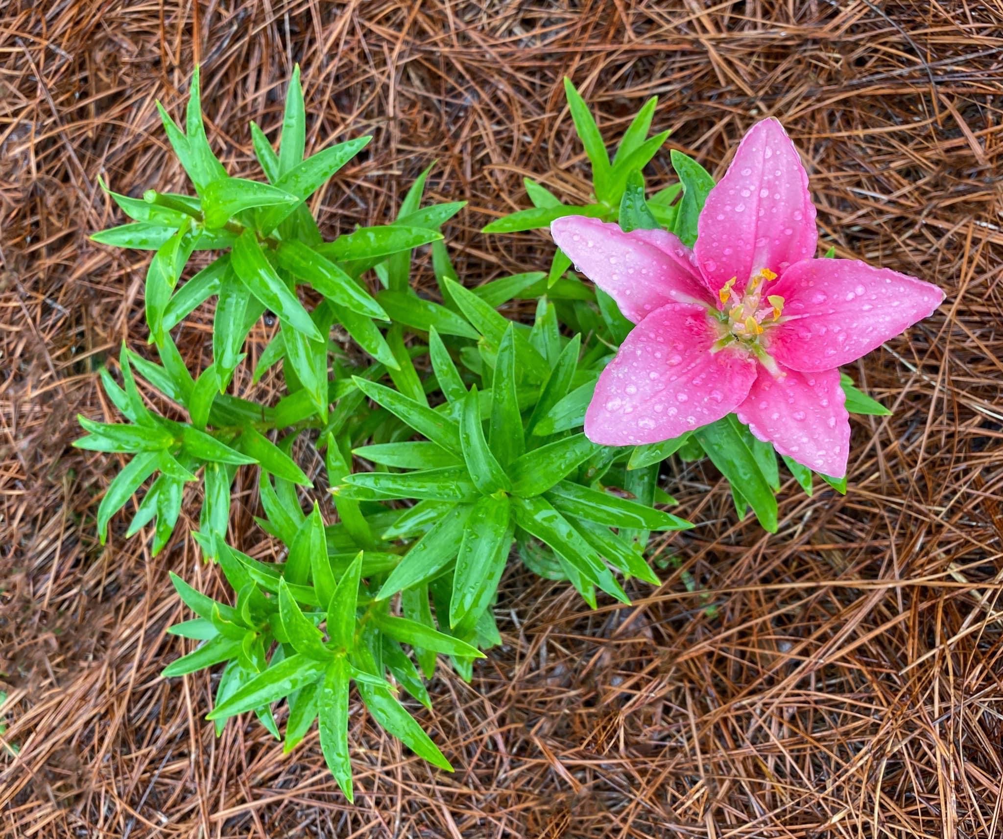 Asian Lilly