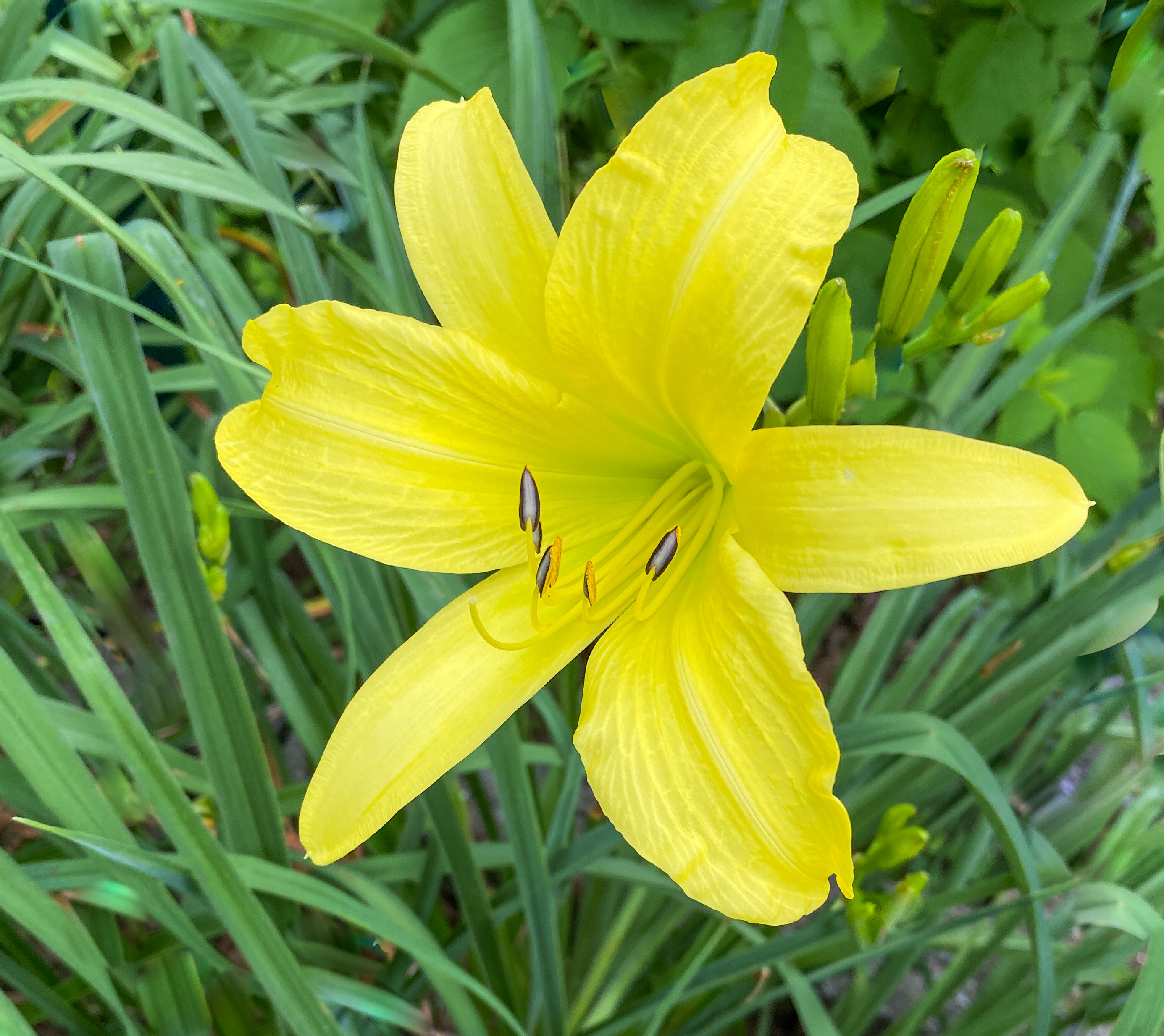 Day Lilly