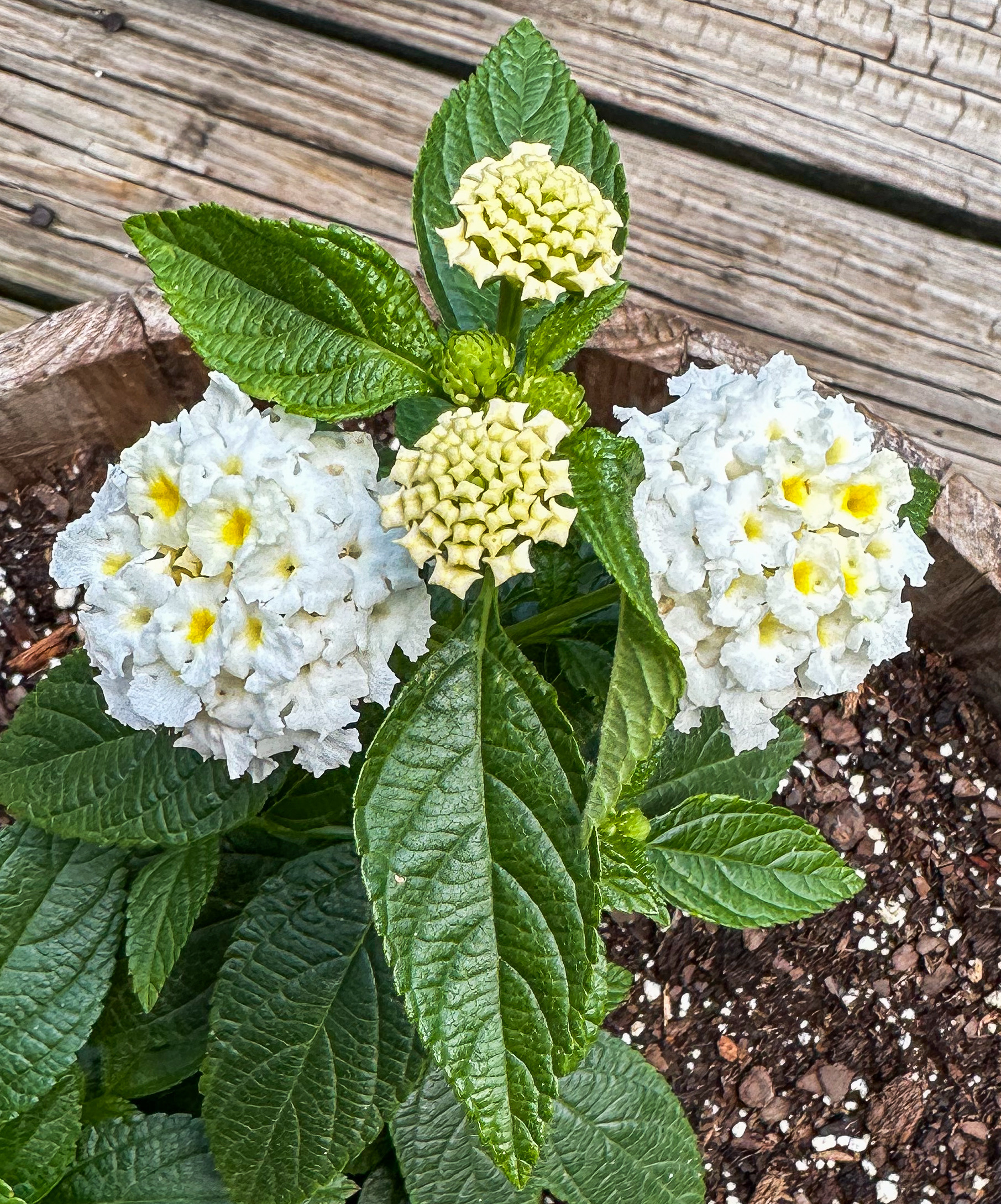 Lantana