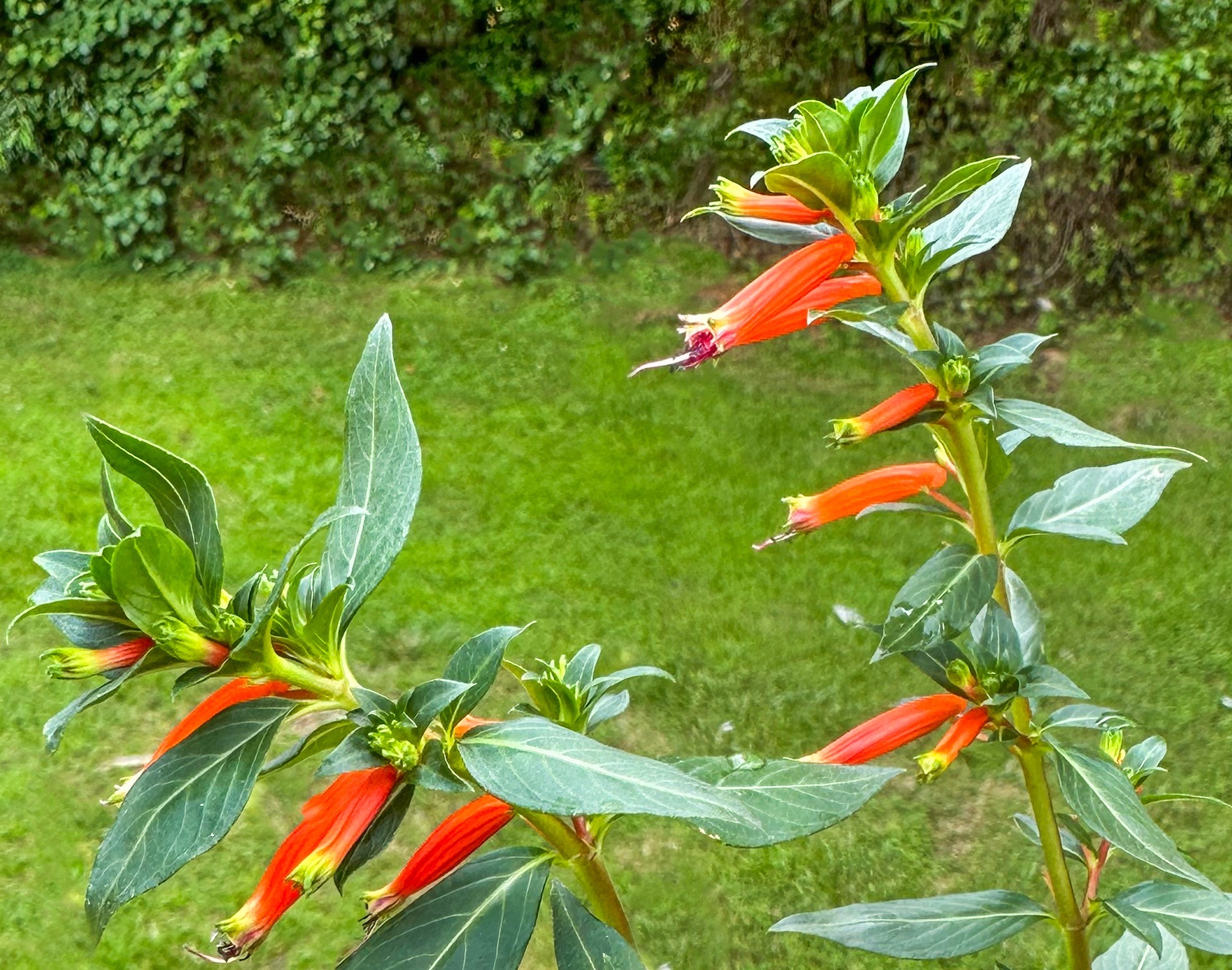 Firecracker Plant