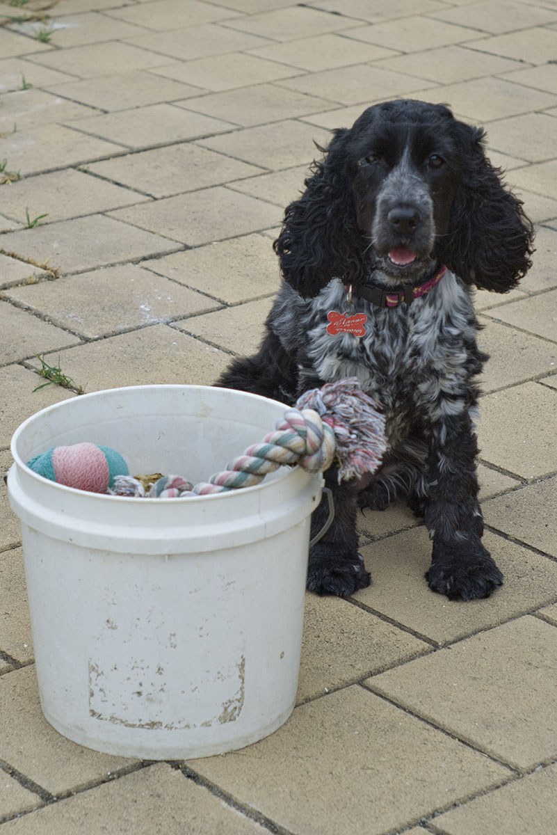 The Toy Bucket 01/02