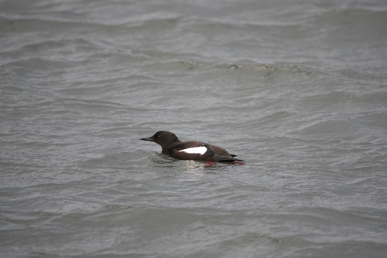 black guillemot.jpeg