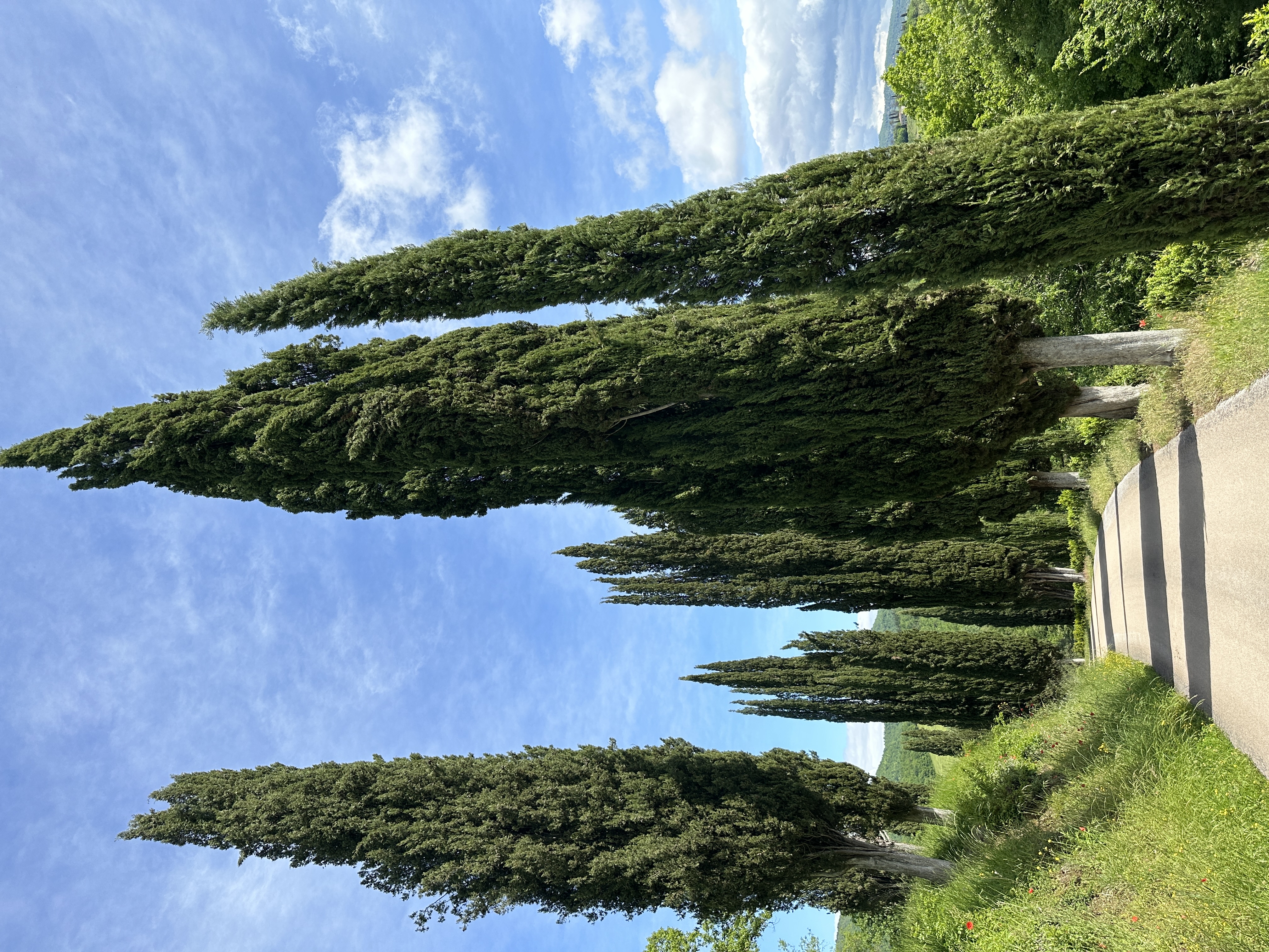 IMG_3992.jpeg
