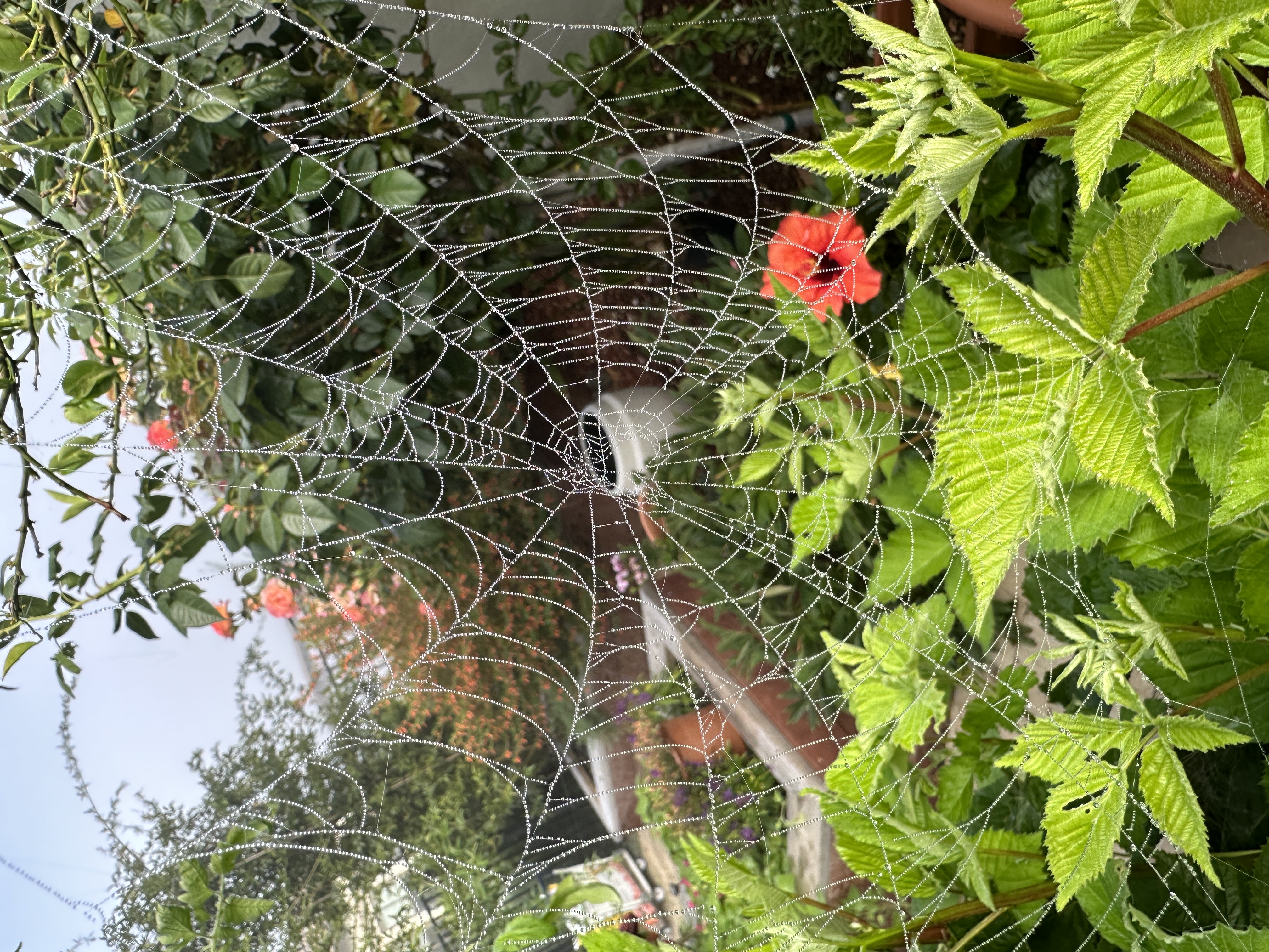 IMG_4217.jpeg