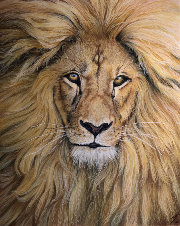 Lion portrait in pastel on velour paper. 9 x 12 inches.