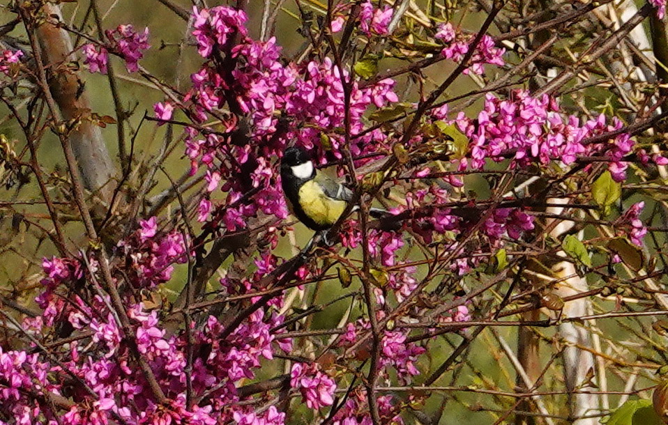 Great Tit