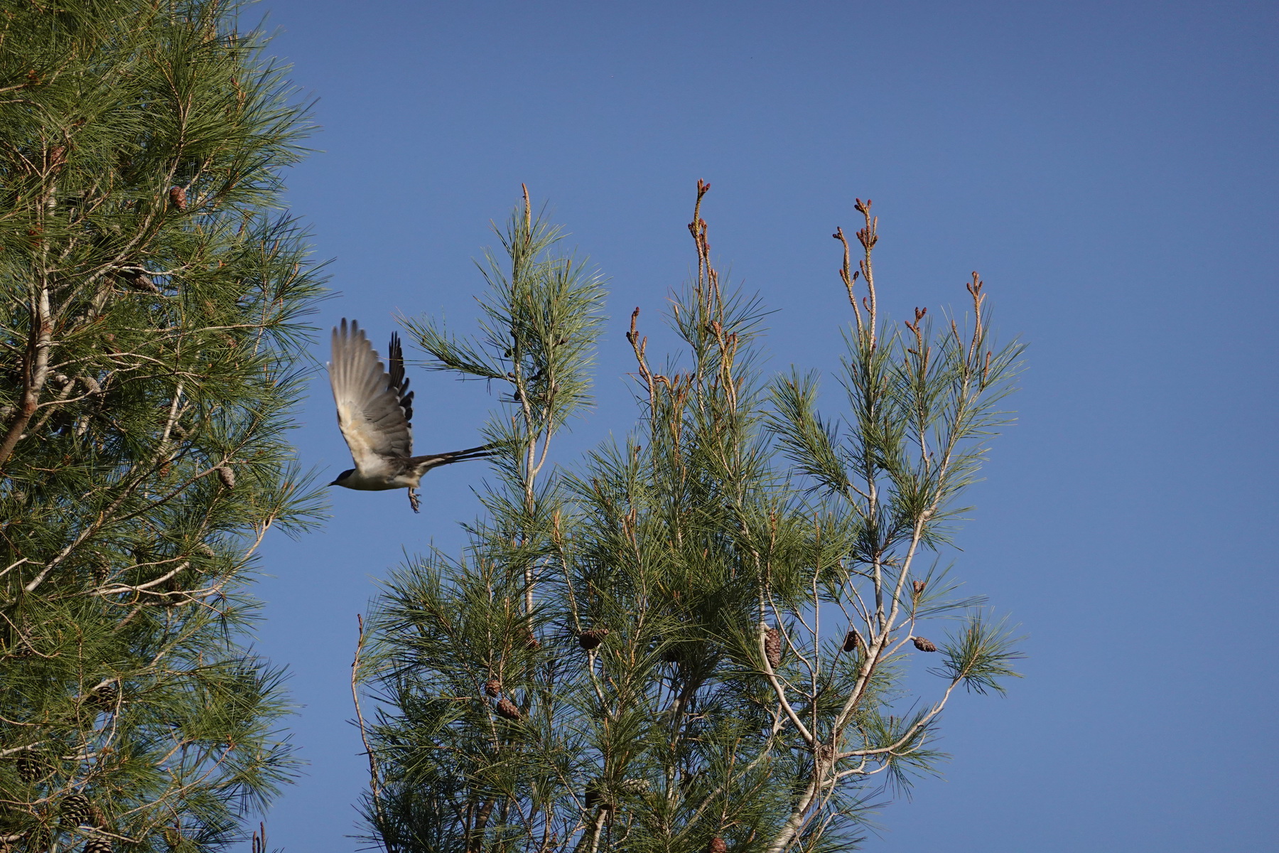 Cuckoo Bird