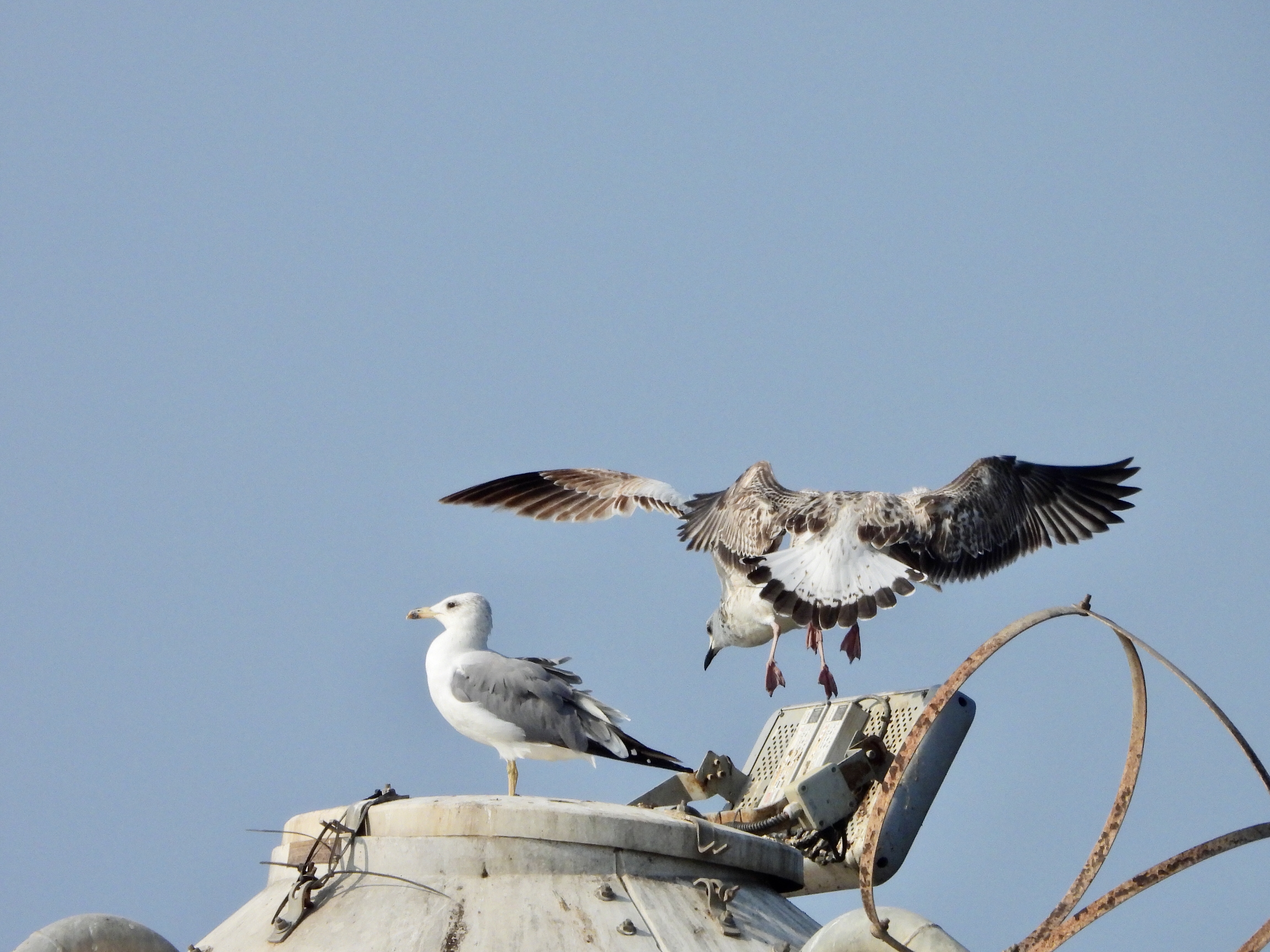 Seagulls
