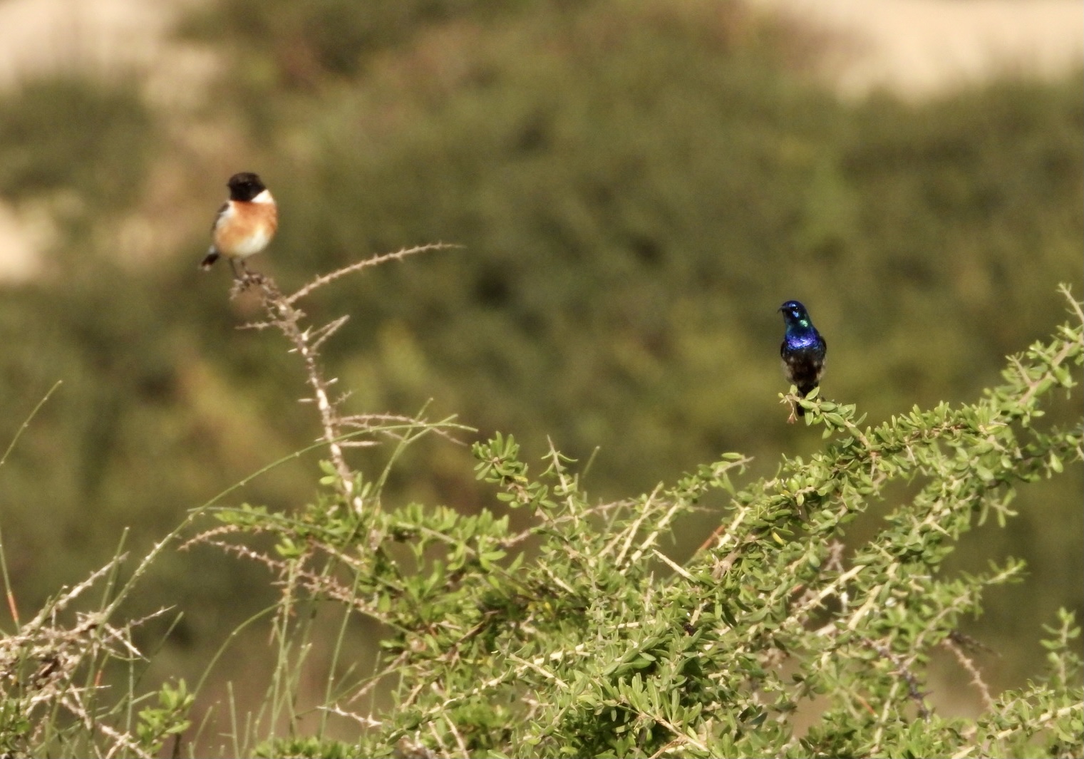 European Stonechat And Male Sunbird 
