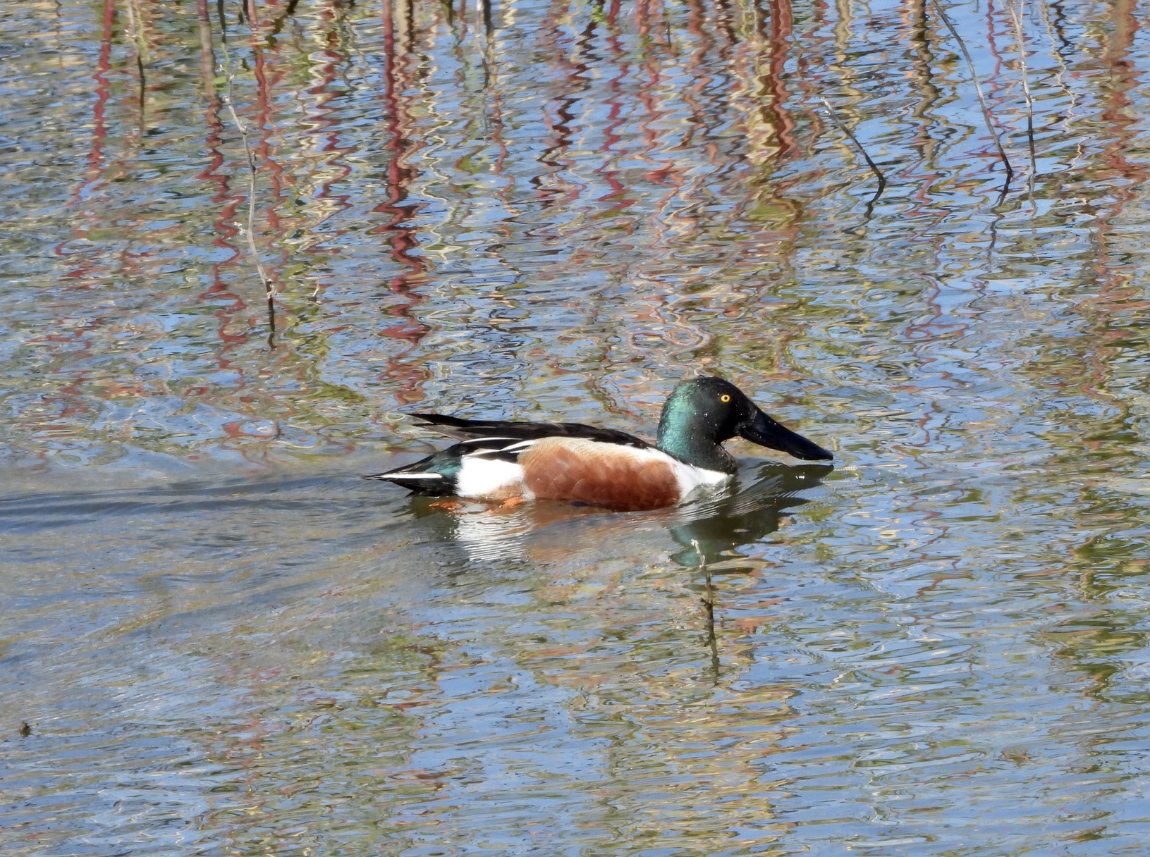 Northern Shoveler