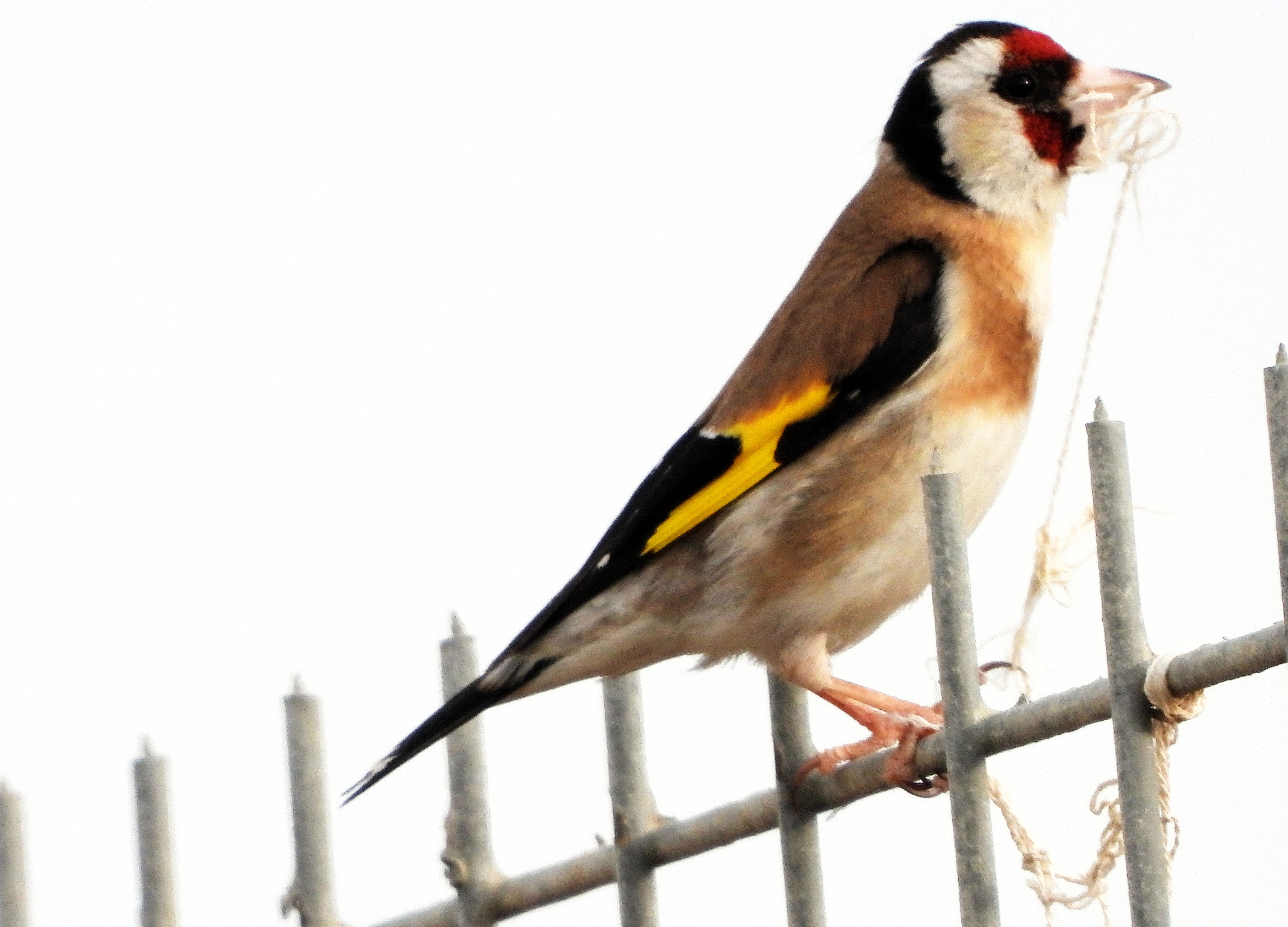 European Goldfinch 