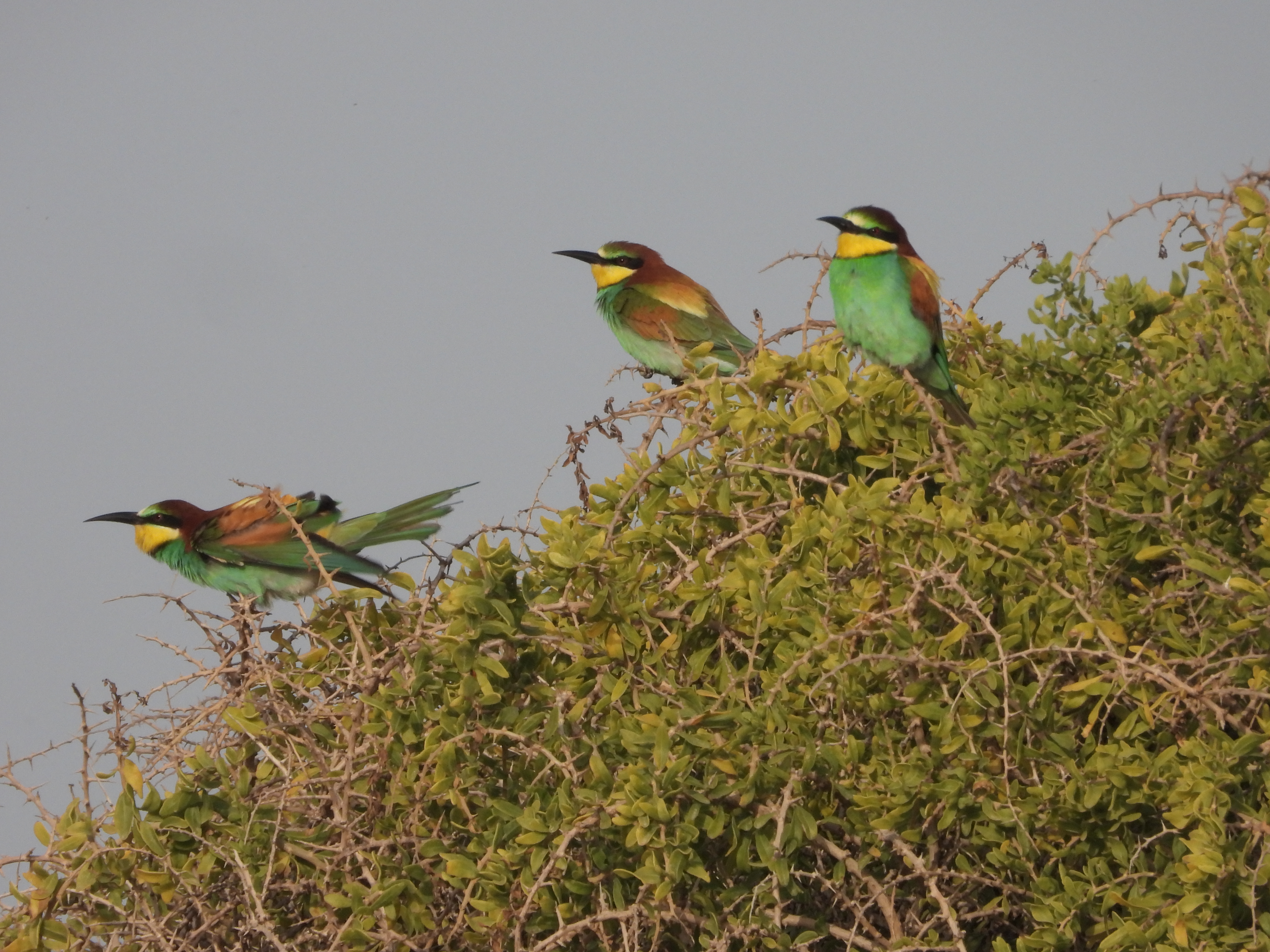 European Beeeater