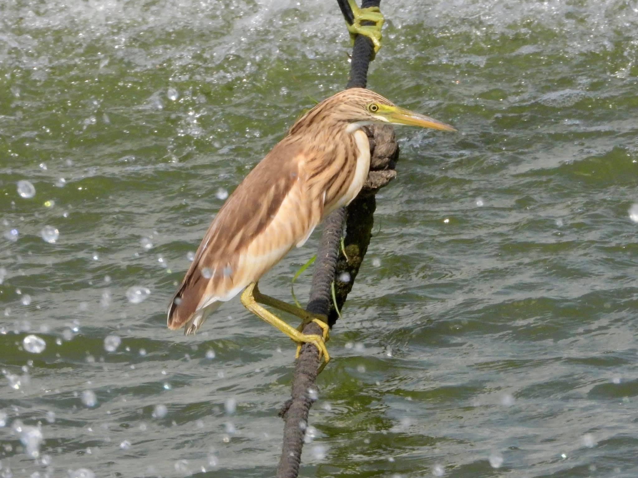 IMG_0830.JPG