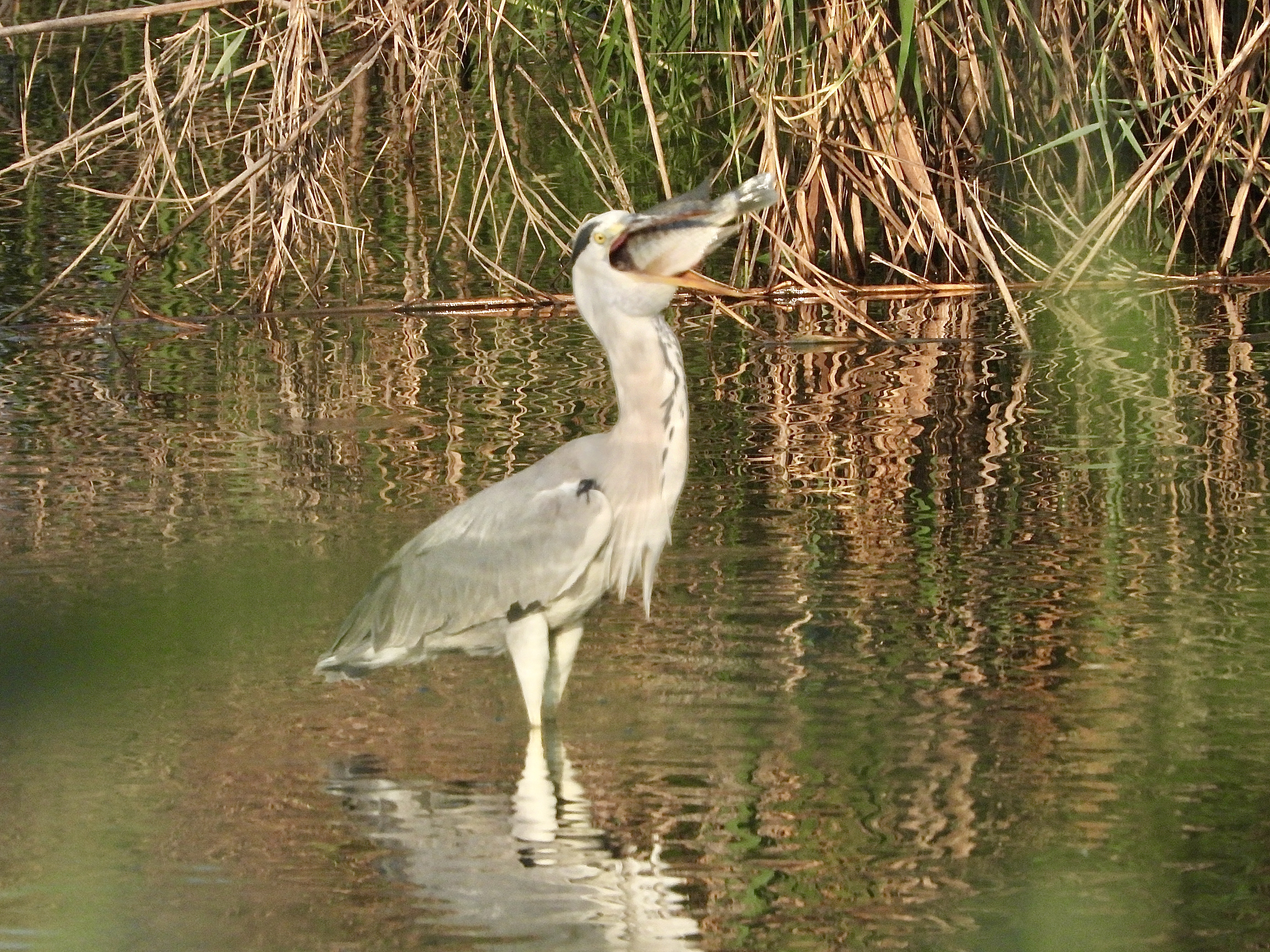 dscn2047.jpg
