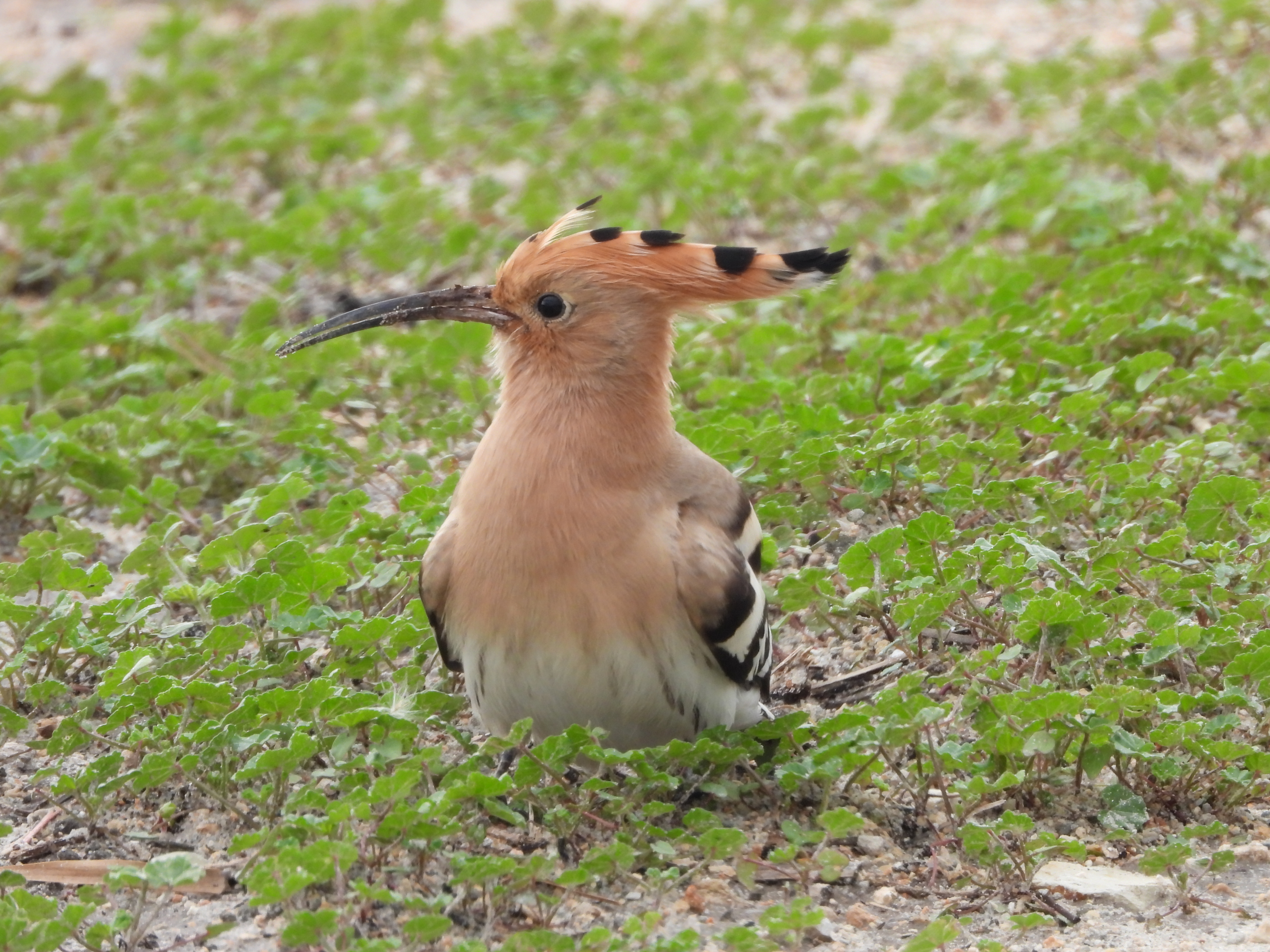 dscn3672.JPG