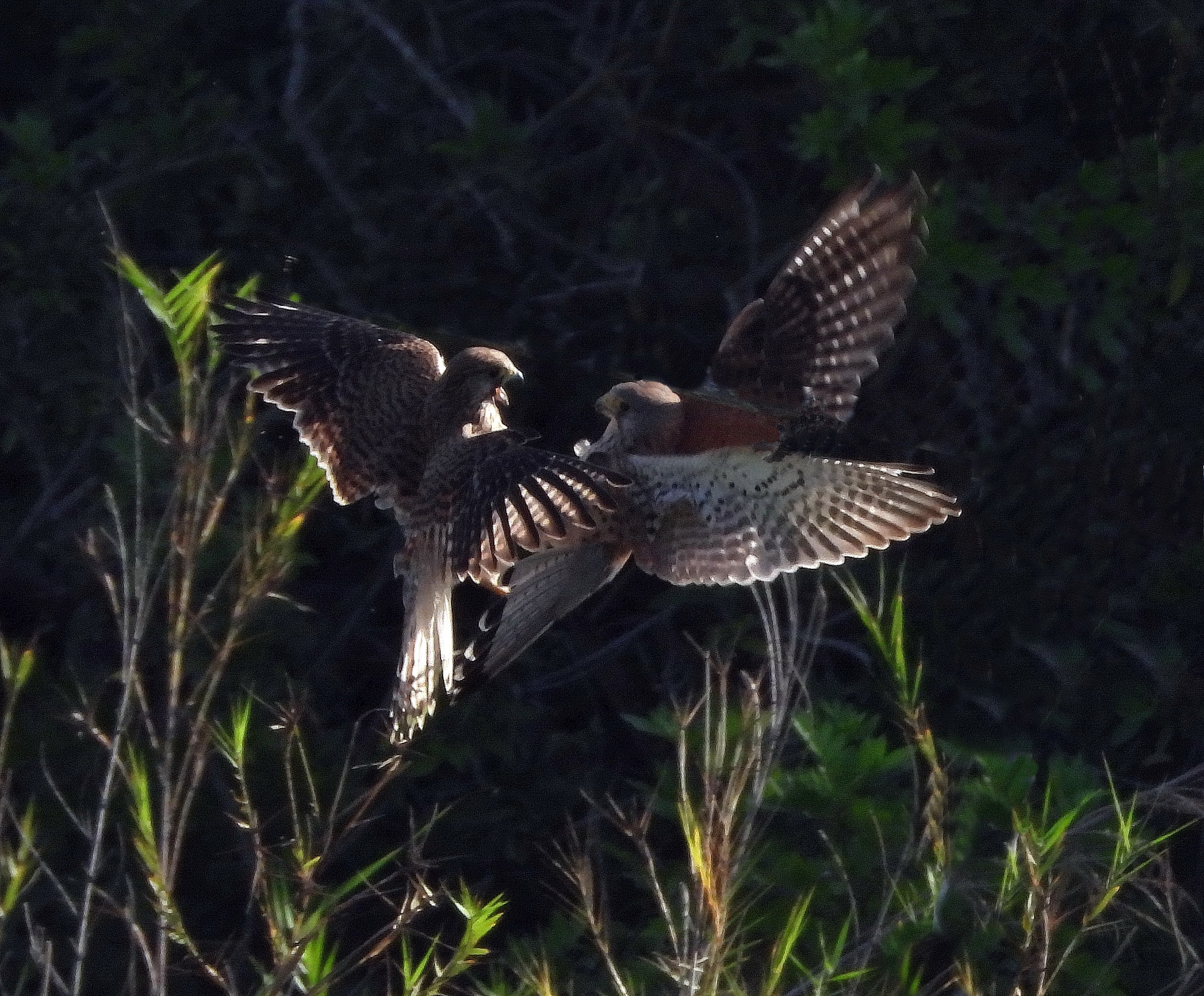 Falcon fight final.JPG