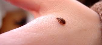 Bug Removal in Franklin