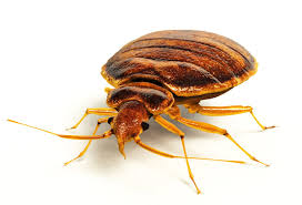 Professional Bed Bug Removal in Franklin