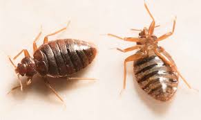 Best Bed Bug Treatments in Murfreesboro