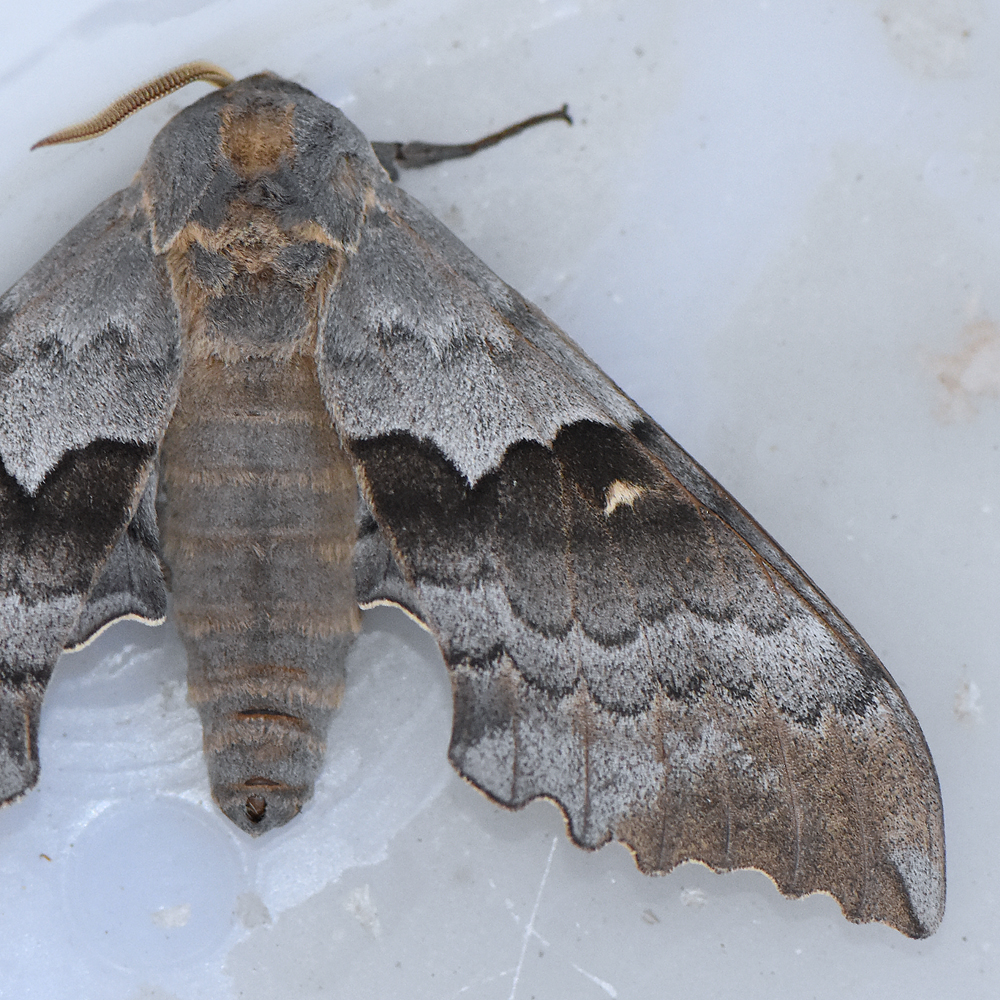 7829  Western Poplar Sphinx - Pachysphinx occidentalis