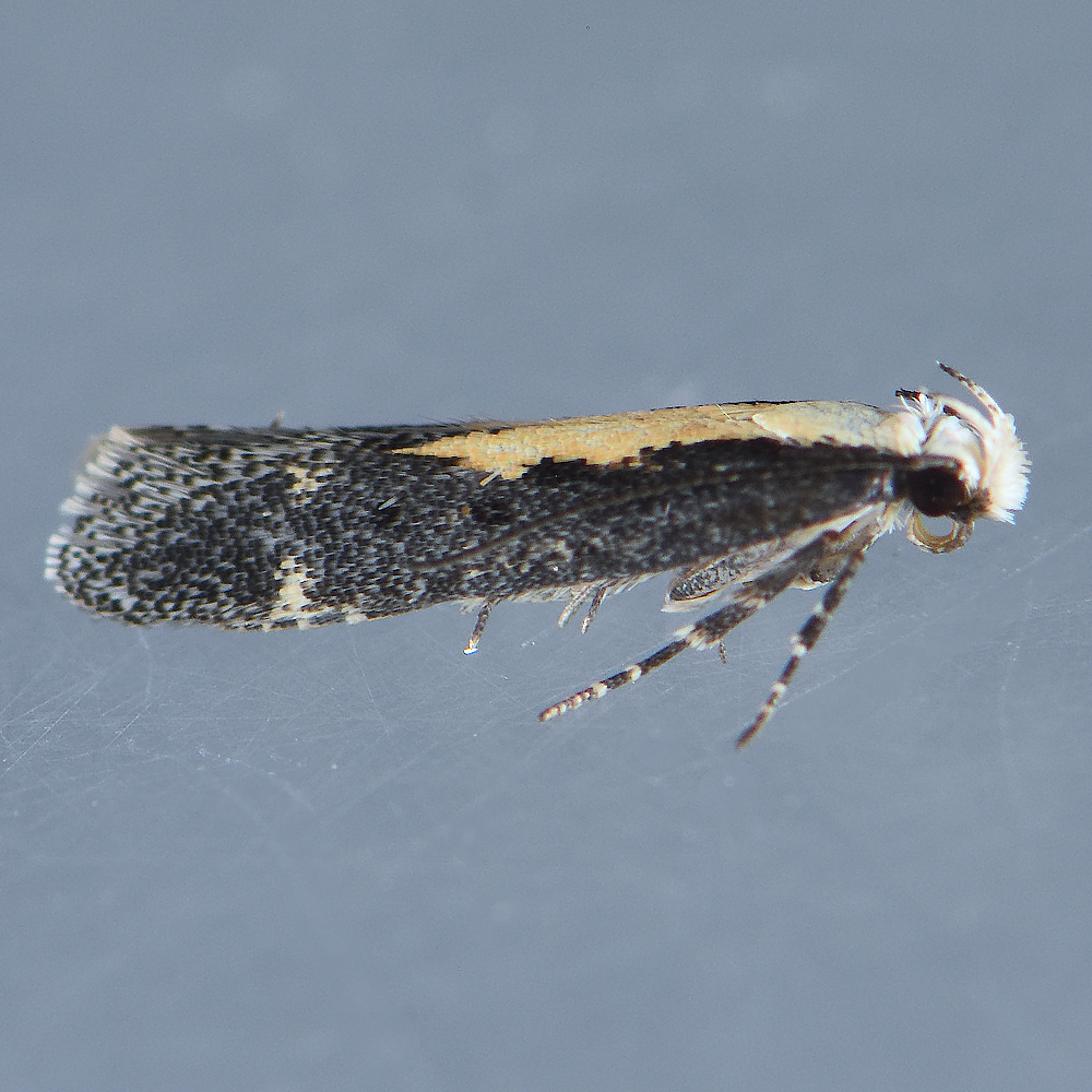2193  Aroga paraplutella 